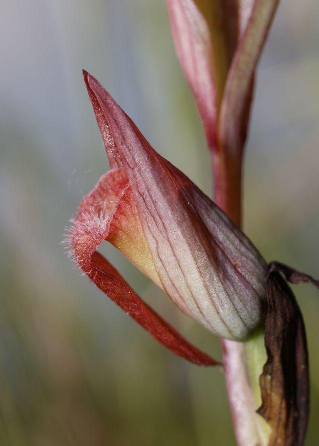 Serapias parviflora e ibridi (Mugello)